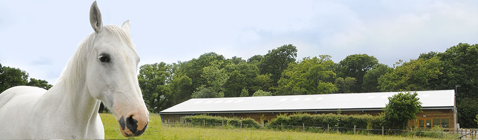 Cave Veterinary Specialists